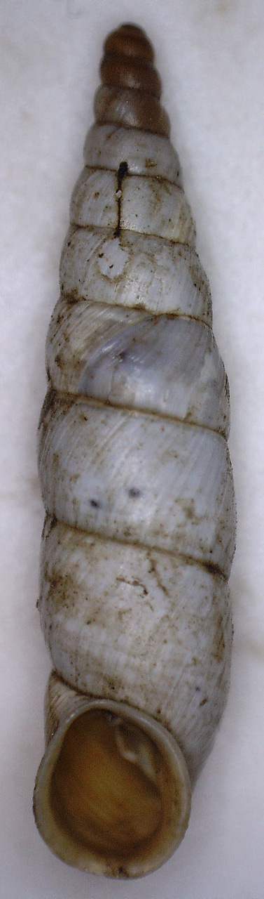 Gliki. Albinaria da identificare